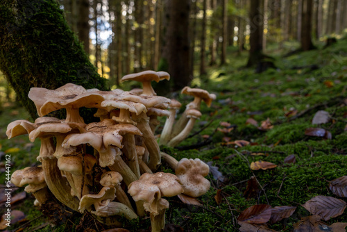 mushroom in the forest