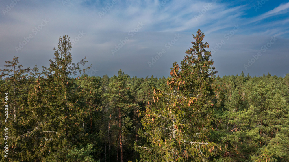 Foto Drone view og coniferous trees tops