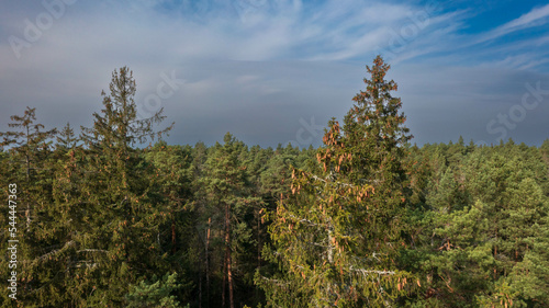 Tableau sur toile Drone view og coniferous trees tops