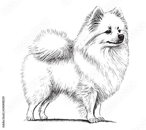 Dog breed spitz hand drawn engraving sketch.Vector illustration.