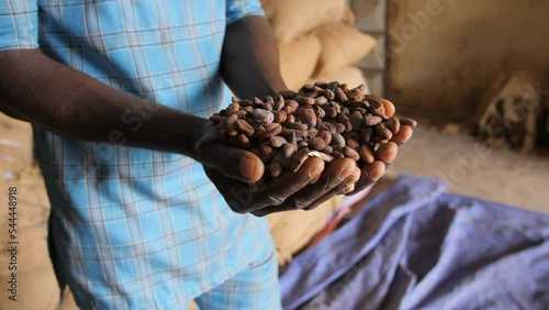 Hands carry and show us cocoa beans in a shed, in Ivory Coast