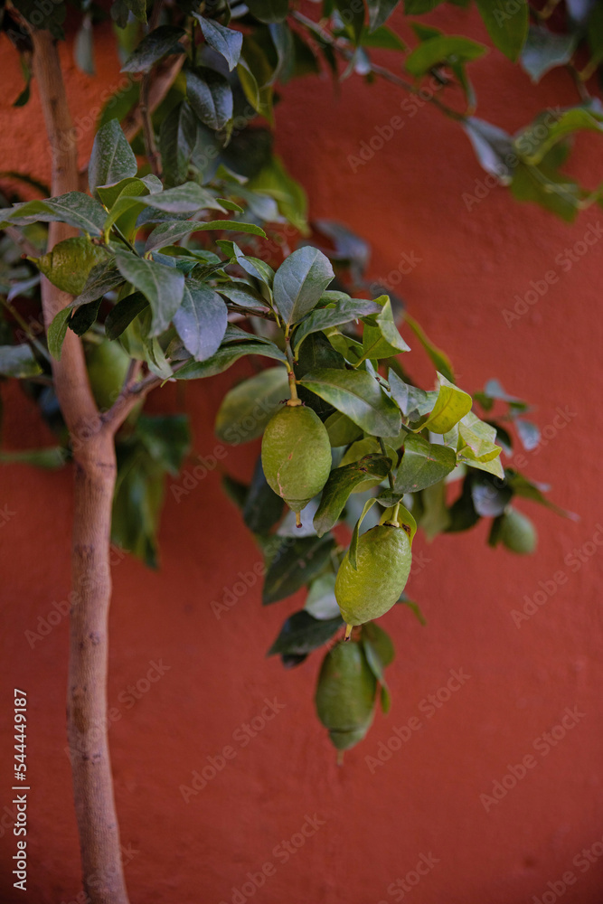 Lime tree on a terracotta backdrop..Green limes on the tree. Small depth of field. Juicy summer frame. Southern countries