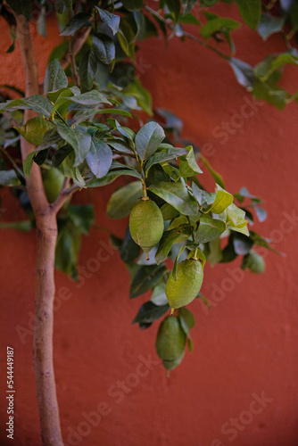 Obraz na płótnie Lime tree on a terracotta backdrop..Green limes on the tree. Small depth of field. Juicy summer frame. Southern countries w salonie