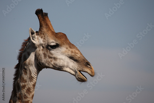 Photography Giraffe / Giraffe / Giraffa camelopardalis
