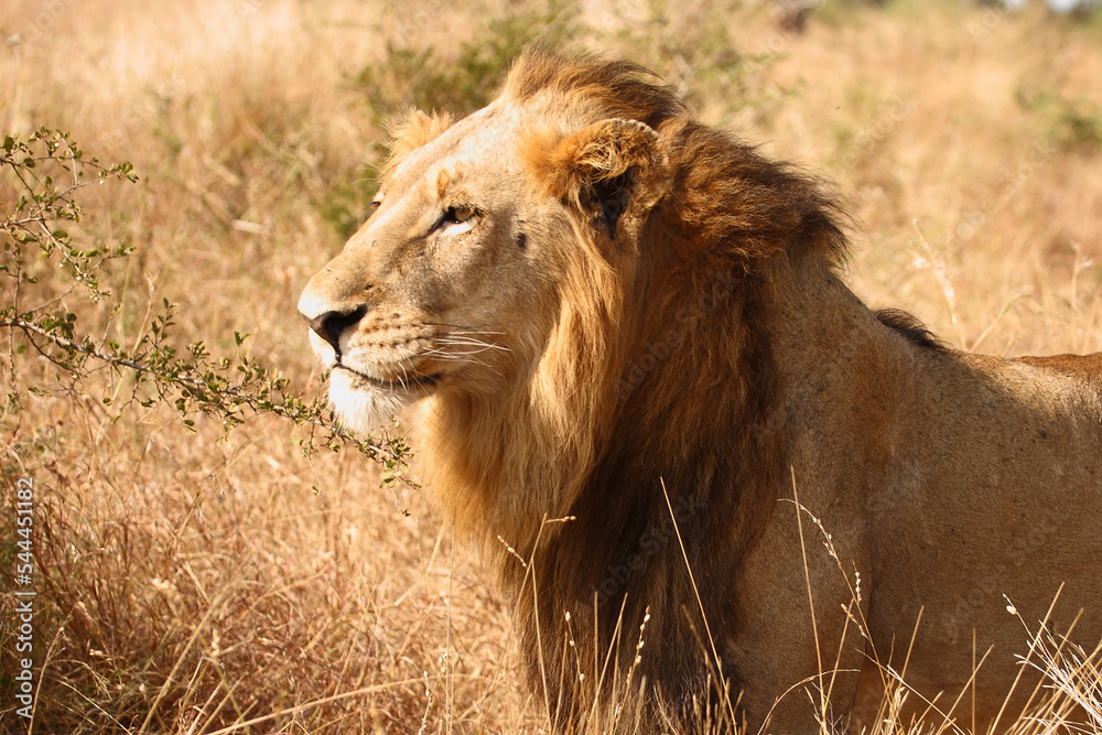 Afrikanischer Löwe / African lion / Panthera leo. Afrikanischer Löwe / African lion / Panthera leo.