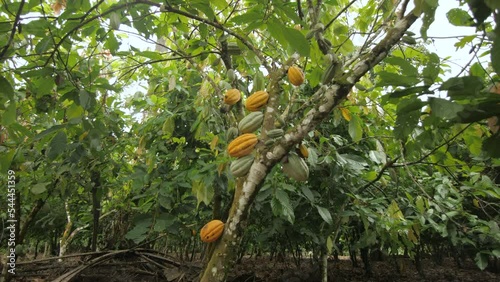A large cocoa tree with ripe pods ready to be harvested, in Ivory Coast