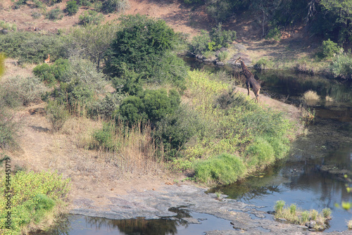 Giraffe / Giraffe / Giraffa camelopardalis photo