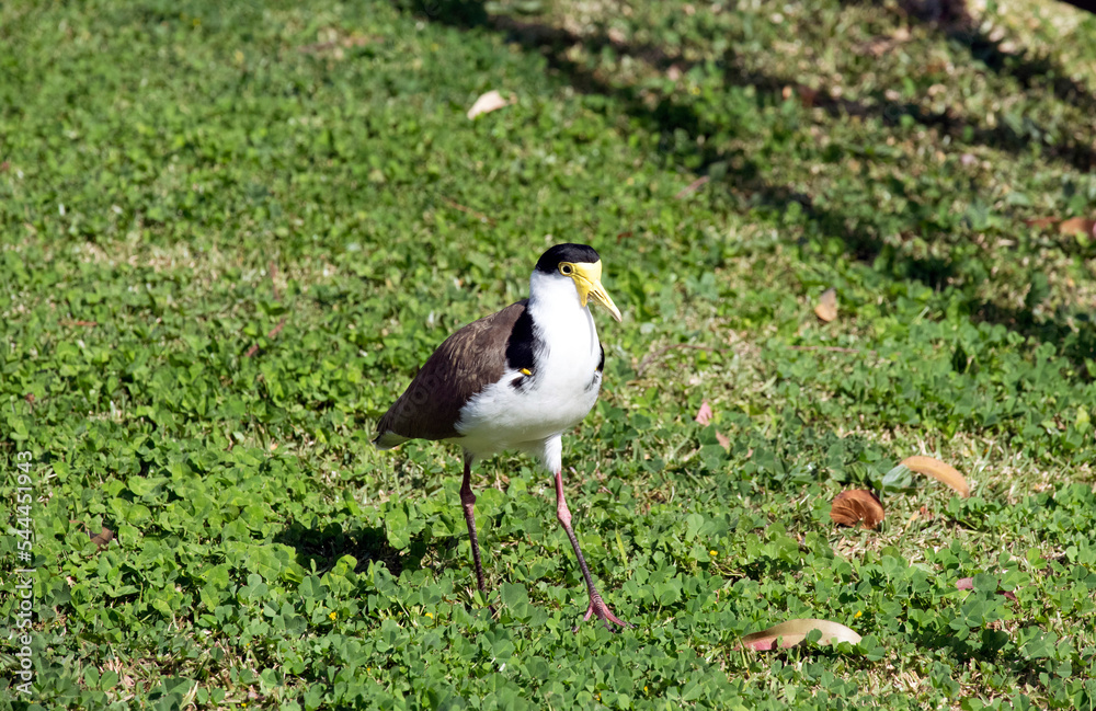 Australian Masked Lapwing ( Vanellus miles) Australian Masked Lapwing ( Vanellus miles)