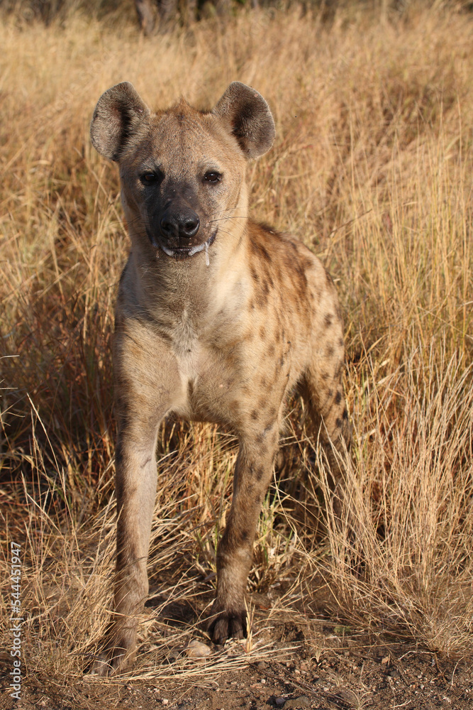 Tüpfelhyäne / Spotted hyaena / Crocuta crocuta... Tüpfelhyäne / Spotted hyaena / Crocuta crocuta...