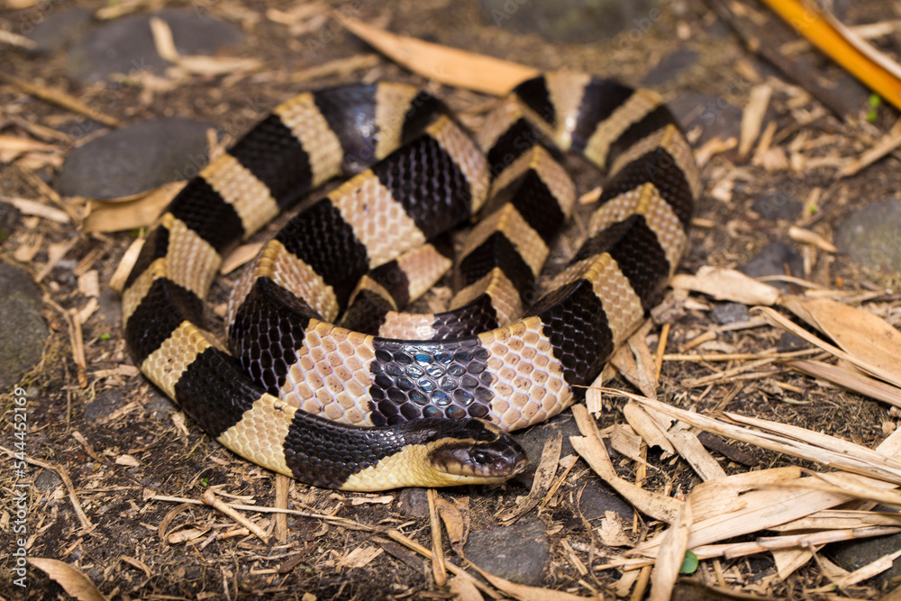 Fototapeta premium Banded krait snake, Bungarus fasciatus, highly venomous snake in the wild