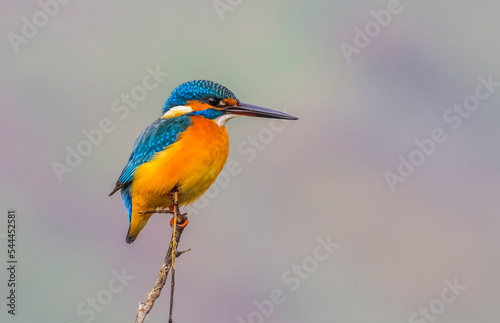 Common Kingfisher (Alcedo atthis) is a species commonly seen in wetlands in Europe, Africa and Asia