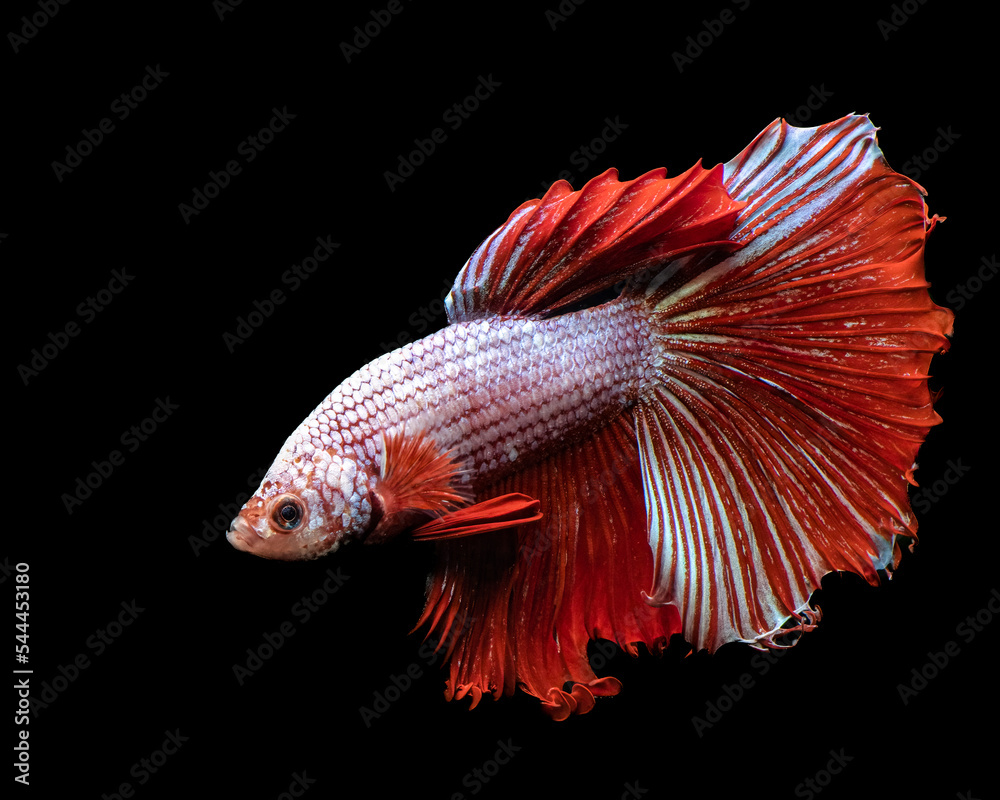 Fototapeta premium Beautiful Red Siamese Fighting Fish 