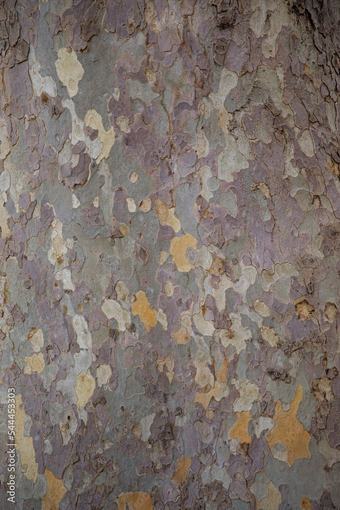 The bark of a planan. The texture of a tree. a close-up of the bark. Nature. Beautiful powerful tree