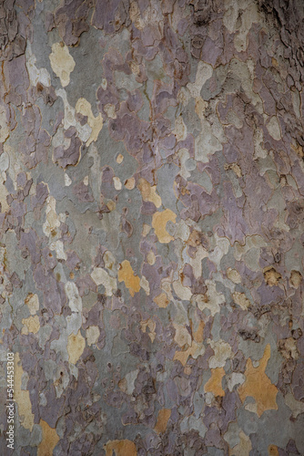 Obraz na płótnie The bark of a planan. The texture of a tree. a close-up of the bark. Nature. Beautiful powerful tree w salonie