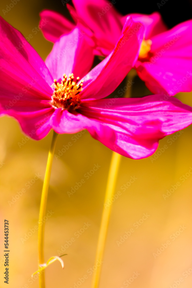 Obraz premium DLPCosmo_7