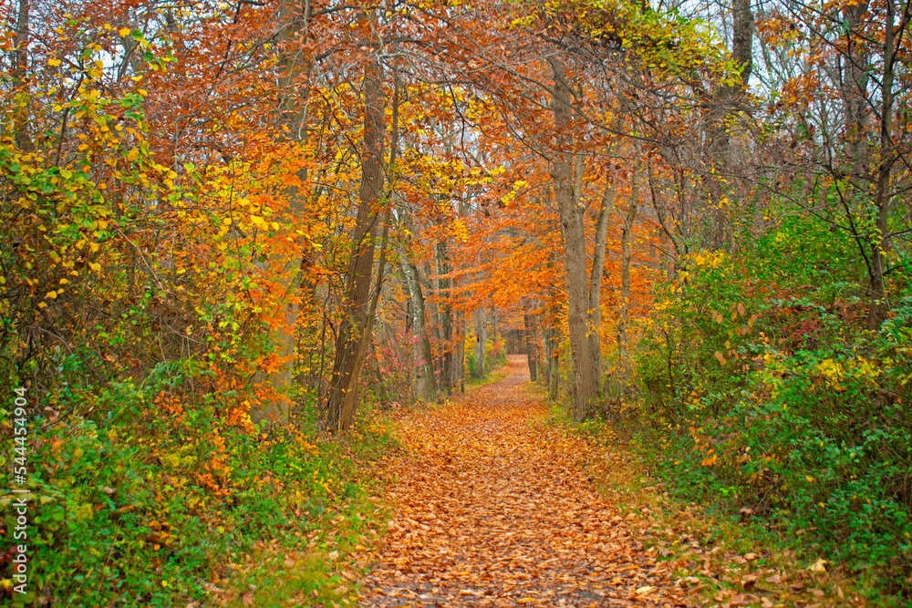 Luscious autumn foliage line the nature trails in Institute Woods at Princeton, New Jersey -03