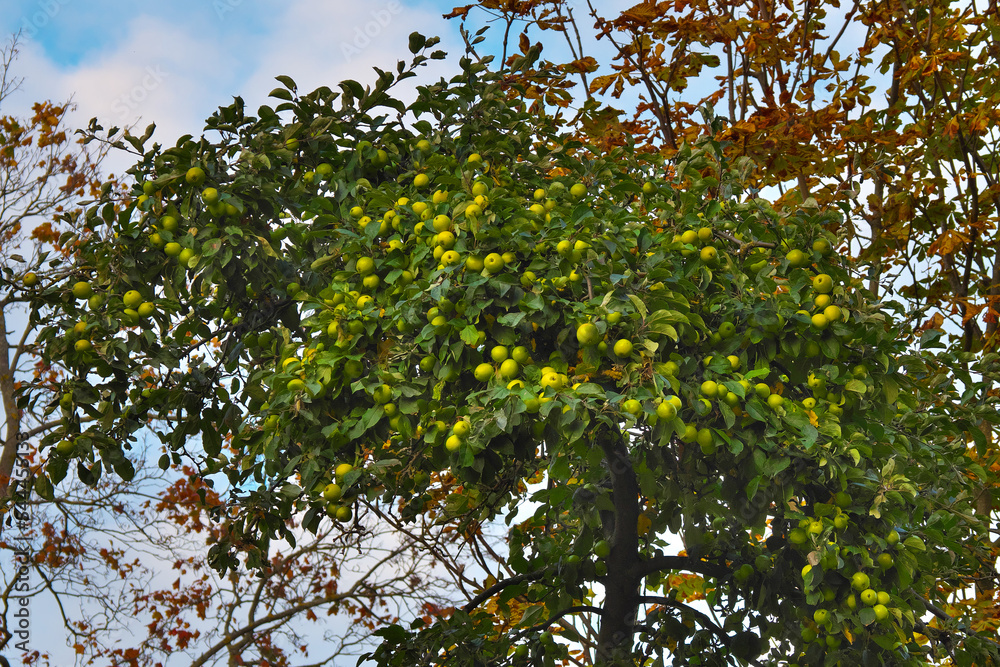 Fototapeta premium late apples. Apple tree in autumn. Selective focus.