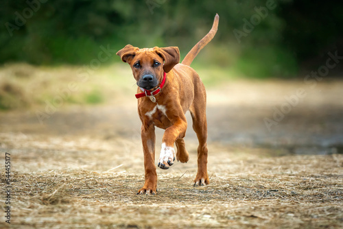 Six month old Rhodesian Ridegback puppy walking towards the camera with one white paw and tail up too