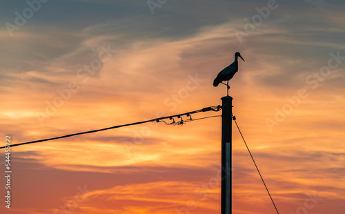silhouette of a bird