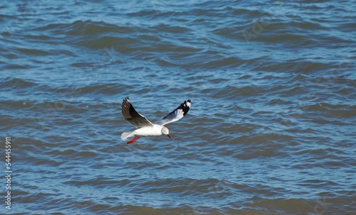 gaviotas buscando restos de pesca en la ria de Bahia Blanca