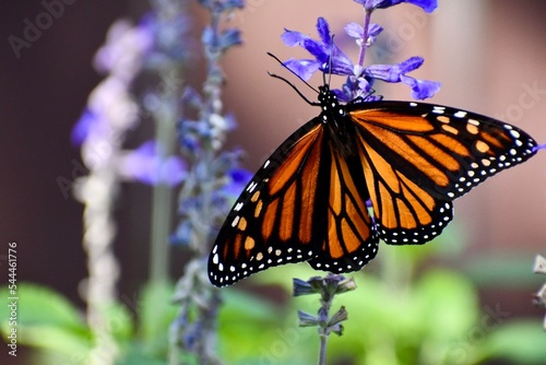 Female monarch butterfly on blue salvia
