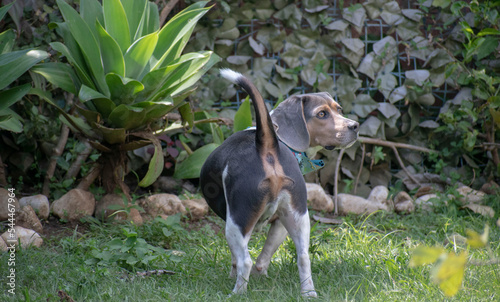 Fototapeta Naklejka Na Ścianę i Meble -  Beagle Puppy 