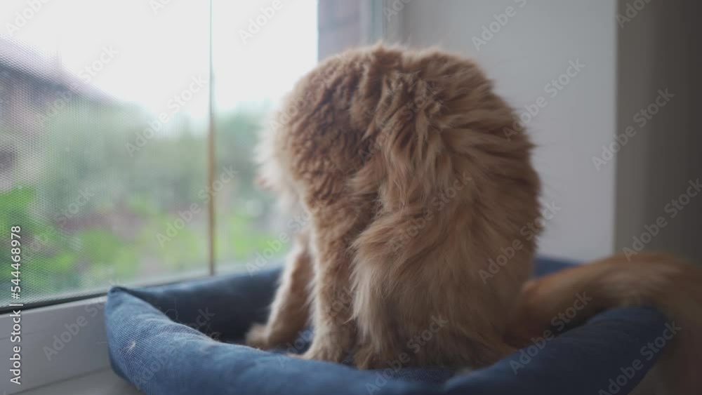 A beautiful red Maine Coon cat is washing on a pet bed by the window in cloudy weather. The pet cleans its coat with its tongue. A neat adult cat licks itself. Cat wash itself on the windowsill.