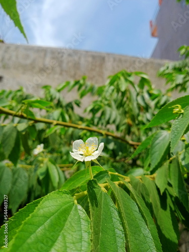 Kersen flower little white color 