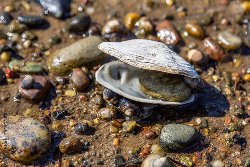Fototapet Opened clamshell on the beach