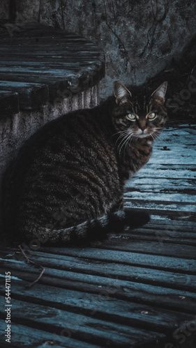 Photography cat