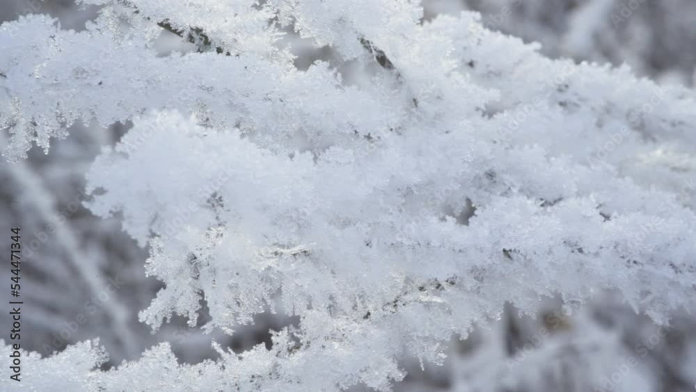 Close-up frozen tree branch. White snowy branch sways on the wind Close-up frozen tree branch. White snowy branch sways on the wind