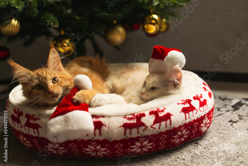 Katzen Maine Coon Weihnachten