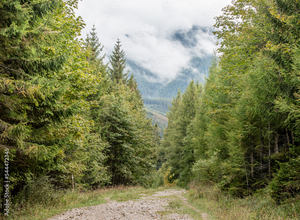 Obraz premium forest with fog