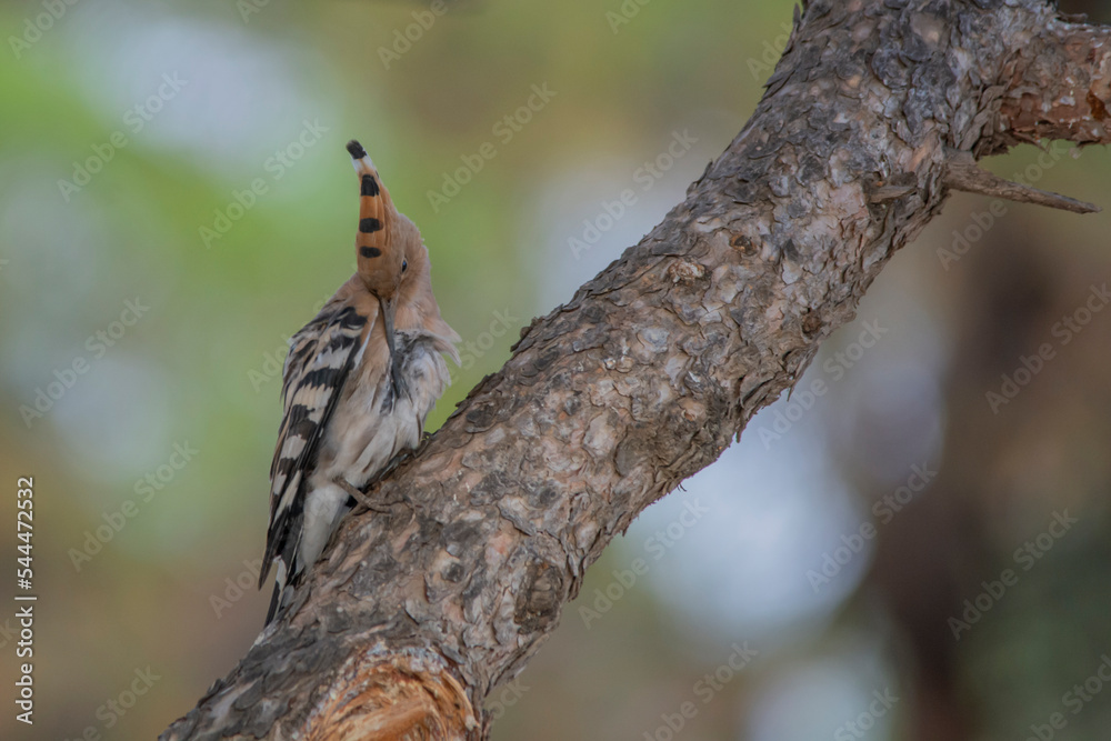 squirrel on a branch