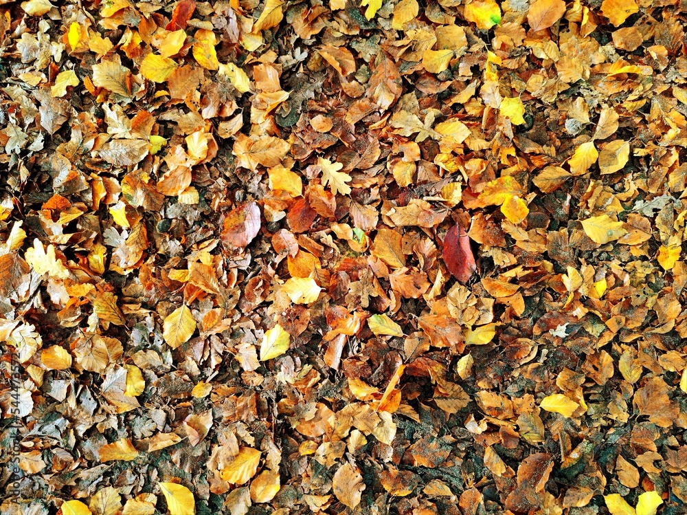 Beautiful autumn season background of real gold brown colored leaves, acorns and nuts that are lying on the ground in the forest. There are no people or trademarks in the shot. Beautiful autumn season background of real gold brown colored leaves, acorns and nuts that are lying on the ground in the forest. There are no people or trademarks in the shot.