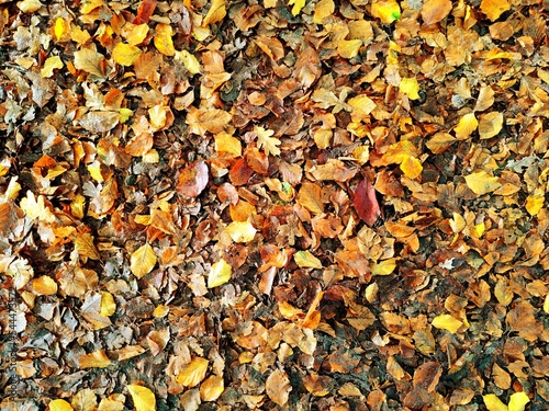 Beautiful autumn season background of real gold brown colored leaves, acorns and nuts that are lying on the ground in the forest. There are no people or trademarks in the shot.