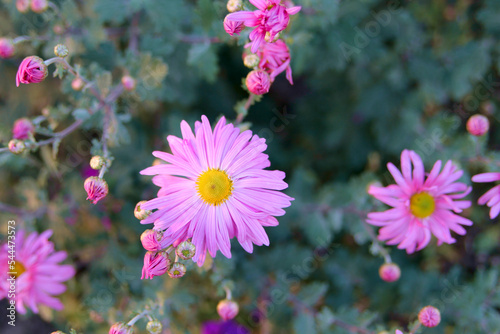 Asters in the garden. Pink flowers background image.Close up