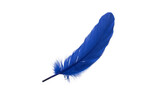 blue feather with some loose hairs