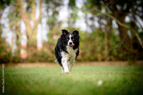 dog running in the park