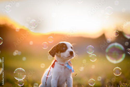 dog and bubbles