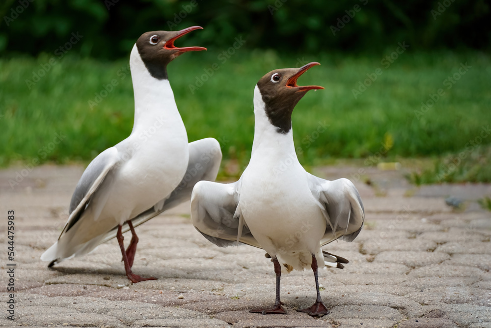 Two white gulls sing with their beaks open. Two white gulls sing with their beaks open.