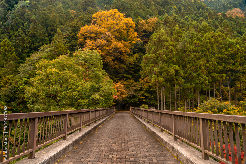 Mountain range Bridge and forest autumn season. Photographer background Mountain range Bridge and forest autumn season. Photographer background