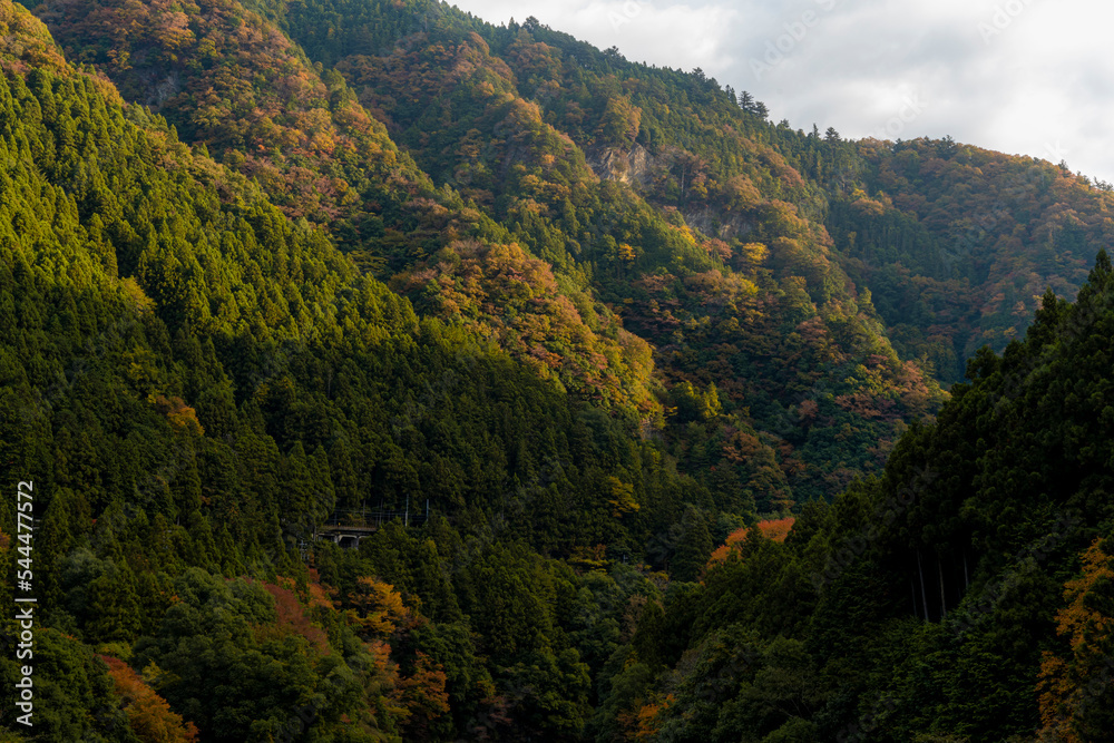 Majestic mountain forest in the beautiful autumn landscape.  woods in the fall. A moment of Sunrise. golden autumn Japan forests Okutama valley  