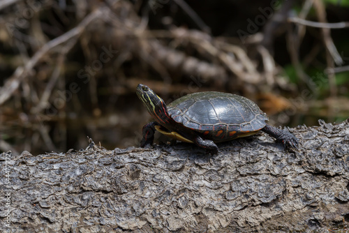 Midland Painted Turtle basking in the sun on a fallen log. 