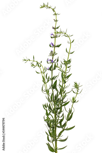 Purple flower of hyssop  (lat. Hyssopus), isolated on white background photo