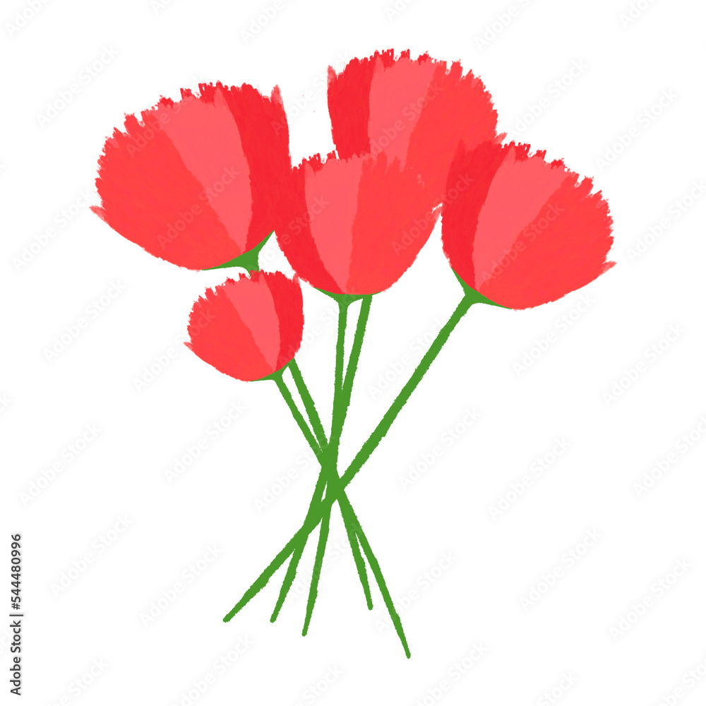 Fototapeta premium 카네이션 carnation