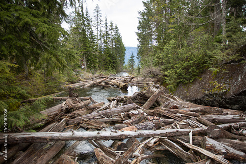 Fallen trees in the water. Serene Lake, Washington State, Seattle