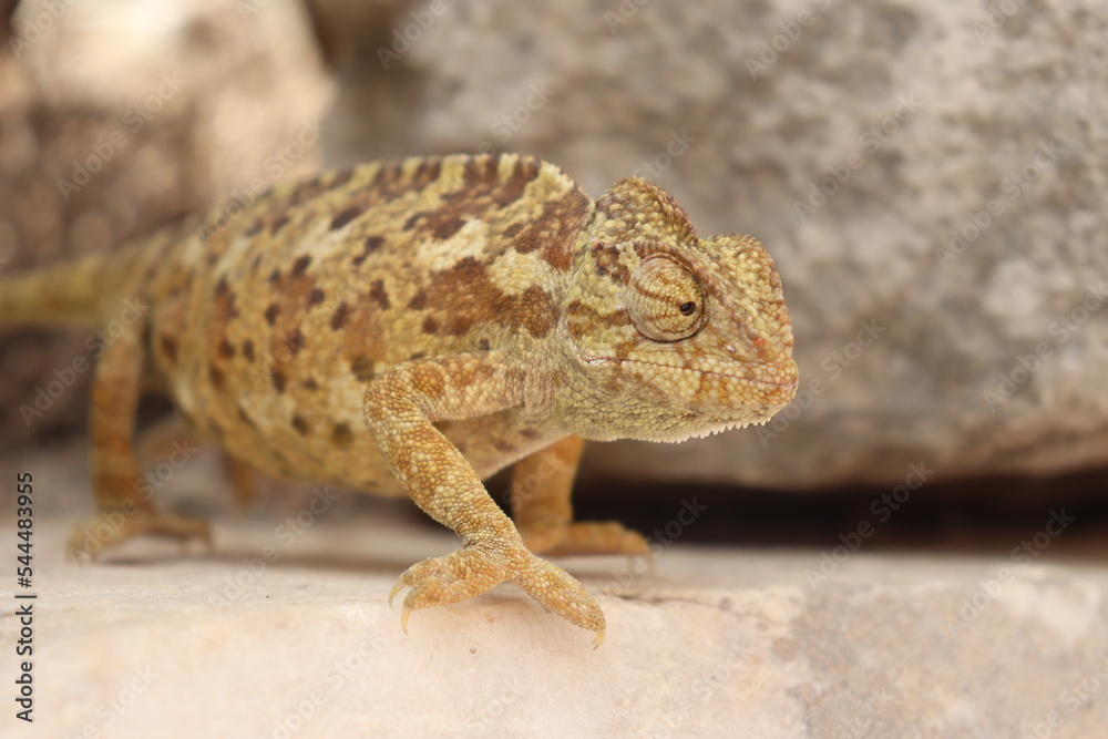 Camaleon turco Camaleon turco