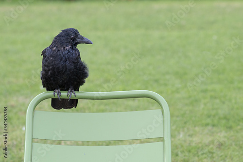corbeau sur une chaise