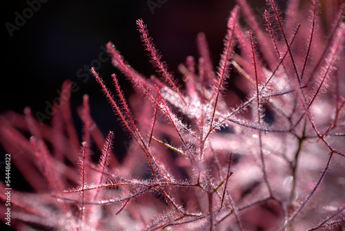 Frost on Smoketree or Smoke bush flowers. Early morning light is melting light frost that has formed on misty pink clouds of flowers of a smoke bush. Fragile fluffy pink and purple puffs of flowers.